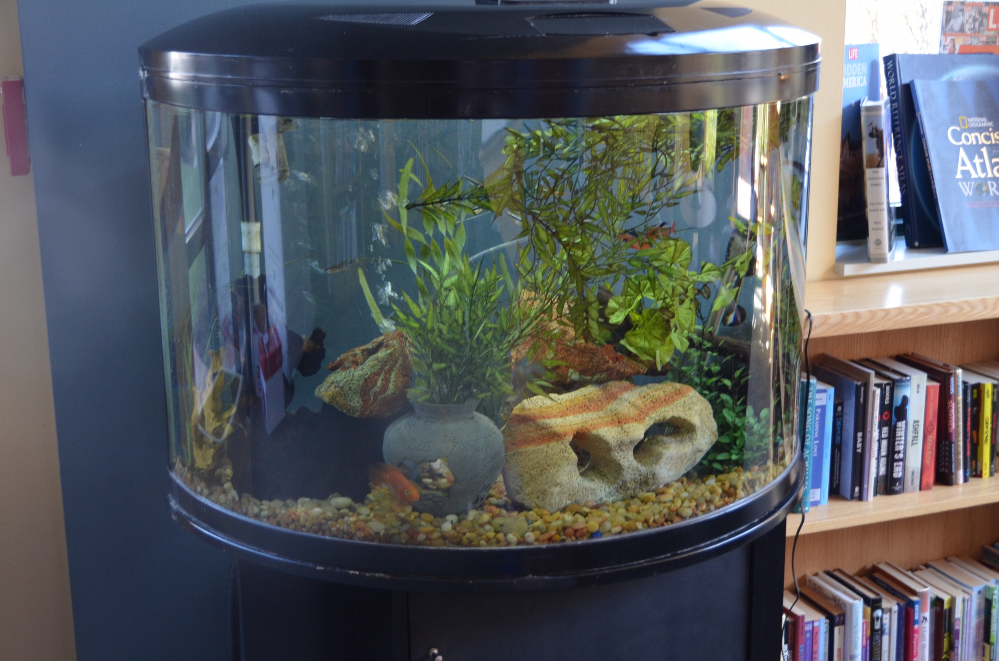 Fish Tanks Provide Therapeutic Benefits at Mercy Home
