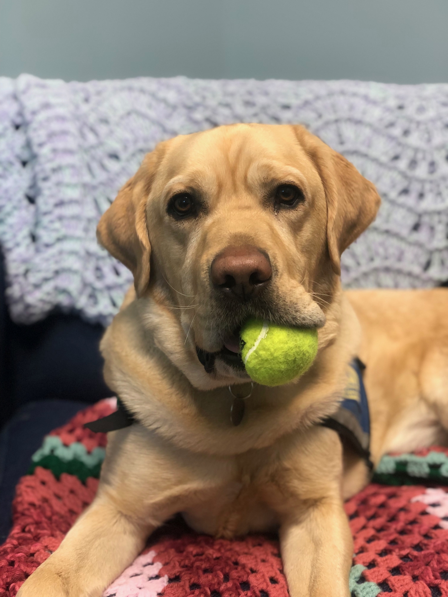 Facility dog Pongo with a tennis ball in his mouth