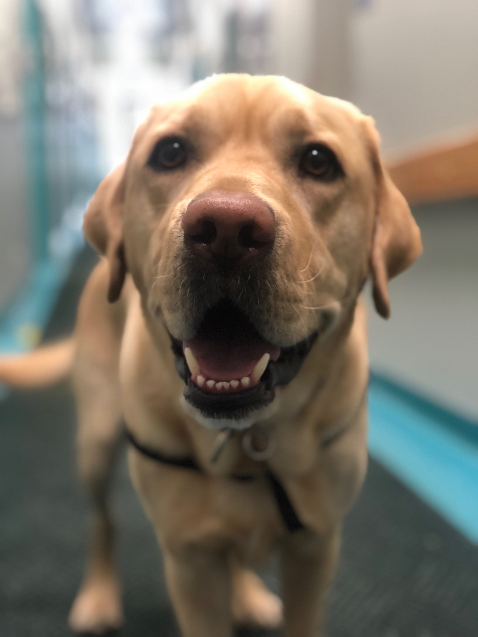 Facility dog Pongo in the hallway