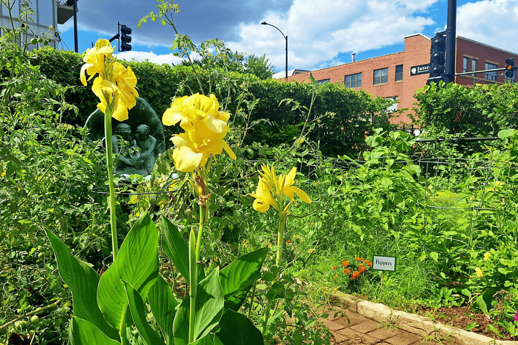 A view of the West Loop Garden shows three yellow flowers.